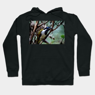 Blue Faced Honey Eater Hoodie